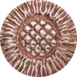 Argent Poli